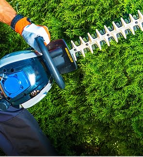 Bush & Hedge Trimming Services