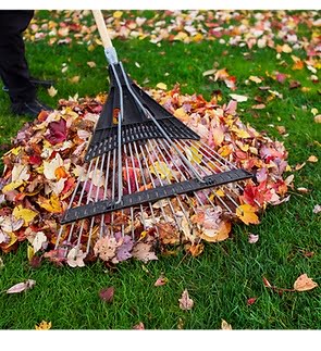 Leaf Removal Services